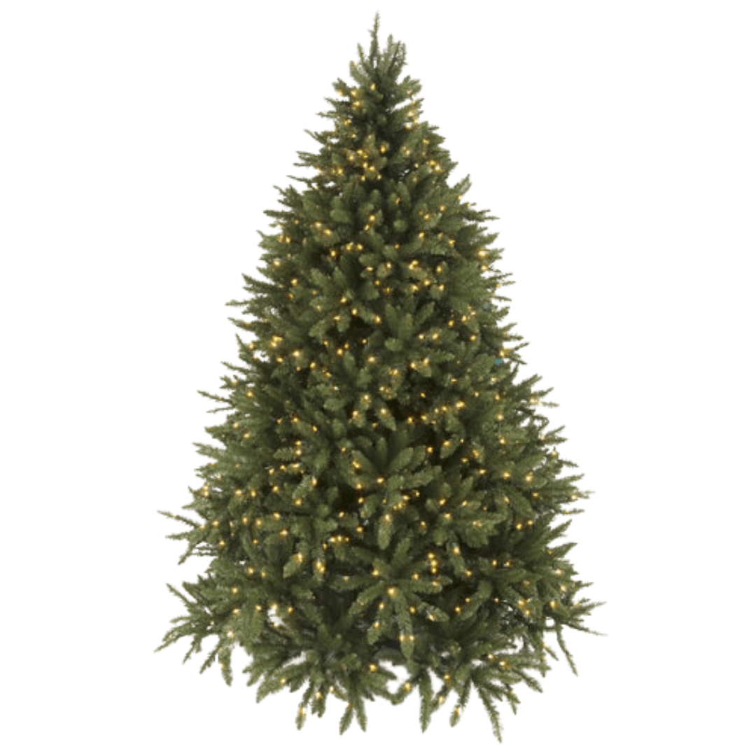 Douglas Fir Tree