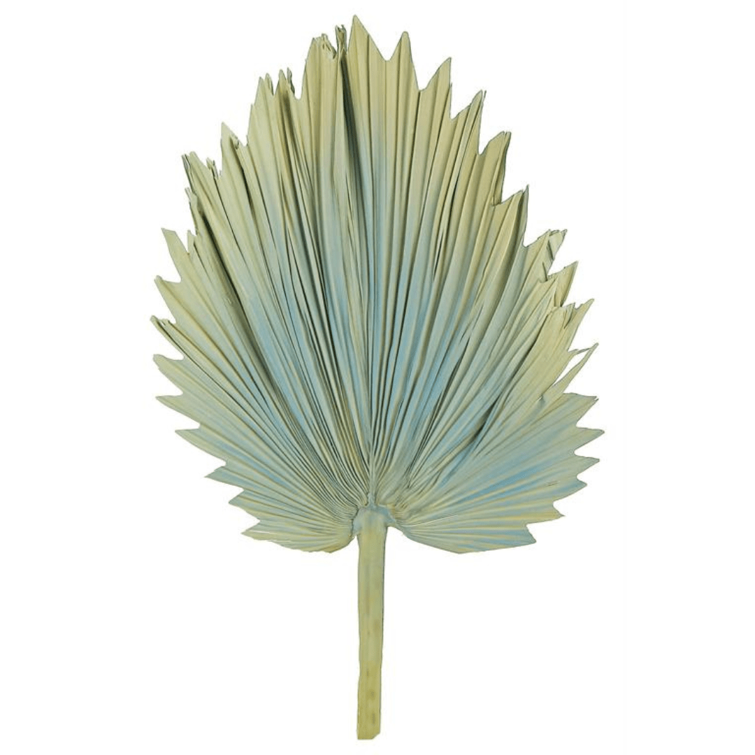 Fan Palm Frond