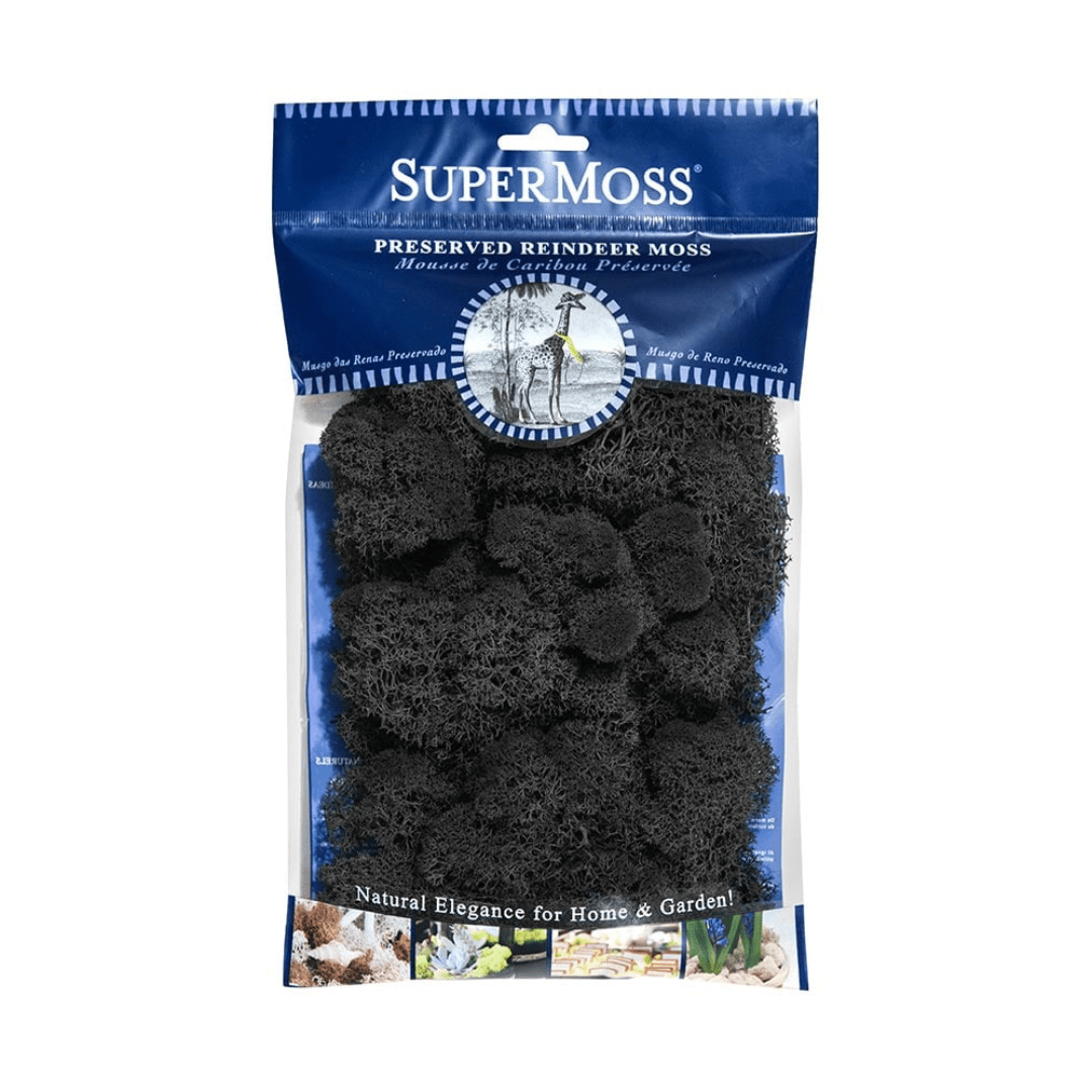 Reindeer Moss