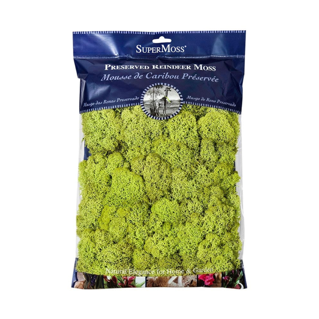 Reindeer Moss