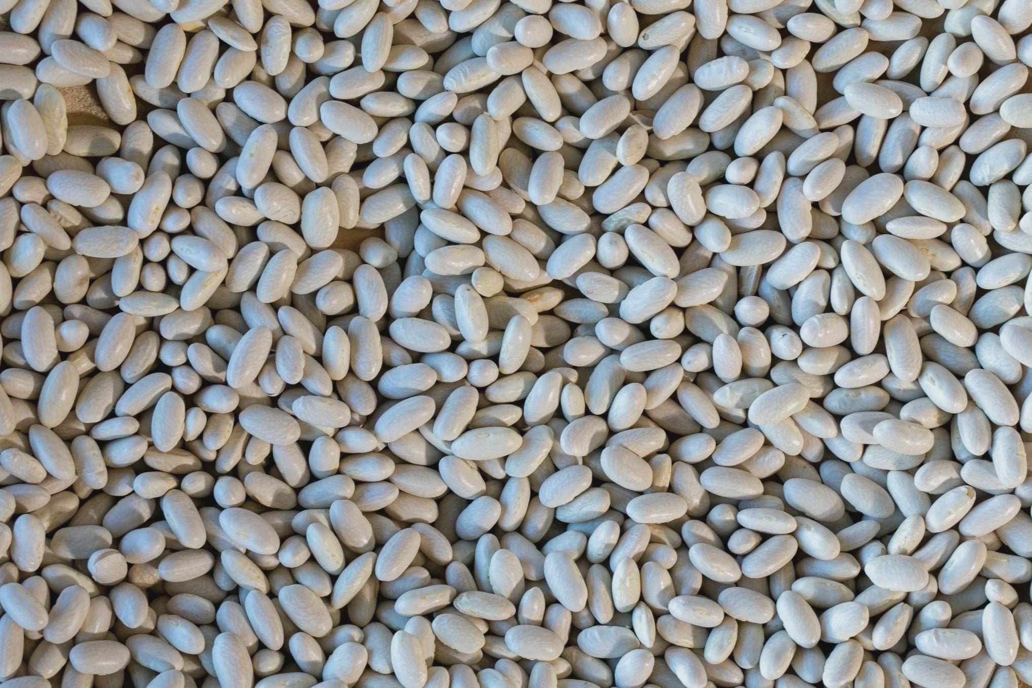 Marcella Bean / 1 Lb Bag