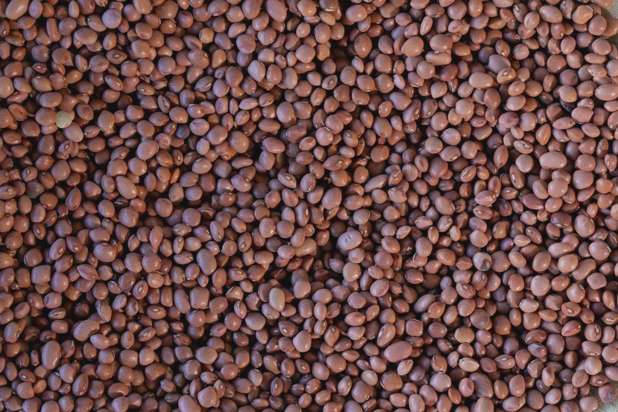 Santa Maria Piquinto Bean / 1 Lb Bag