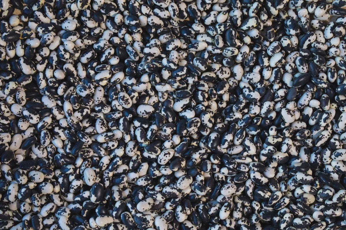 Vaquero Bean / 1 Lb Bag